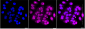 KD-Validated Anti-Carbonic anhydrase 9 Rabbit Monoclonal Antibody